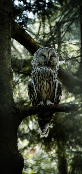 owl, wildlife Wallpaper 1080x2280