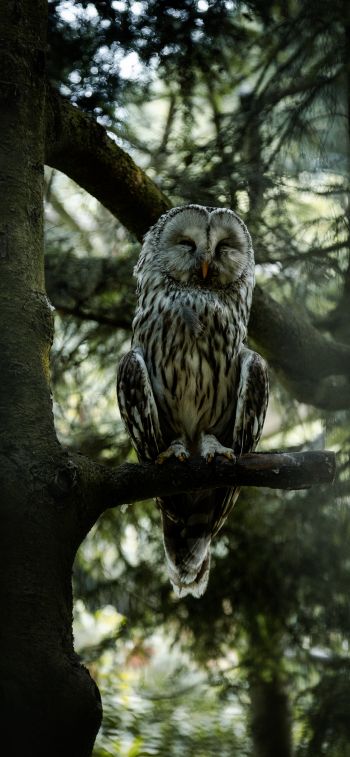 owl, wildlife Wallpaper 828x1792