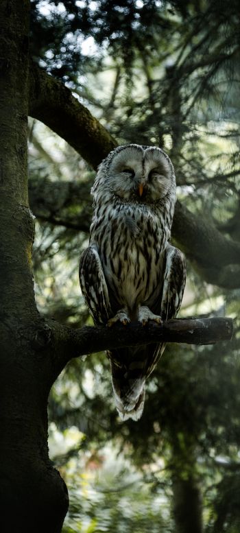 owl, wildlife Wallpaper 1440x3200