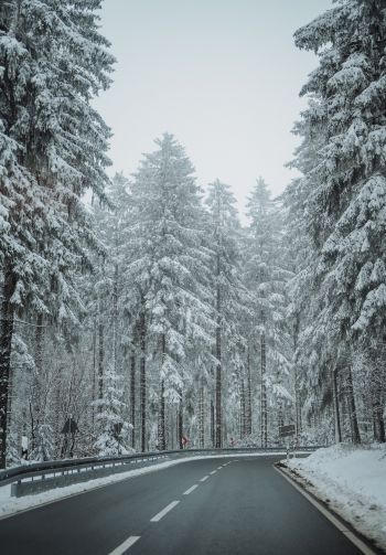 forest, road, winter Wallpaper 1640x2360