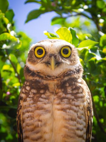 owl, yellow eyes Wallpaper 1620x2160