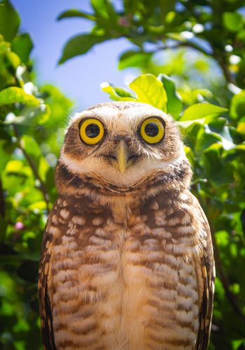 owl, yellow eyes Wallpaper 1668x2388