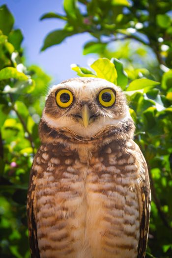 owl, yellow eyes Wallpaper 640x960