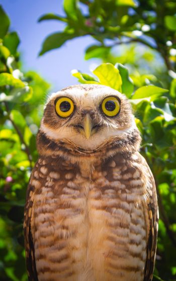 owl, yellow eyes Wallpaper 1752x2800