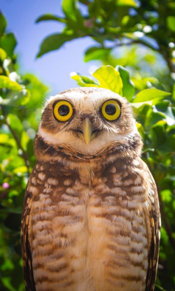 owl, yellow eyes Wallpaper 1200x2000