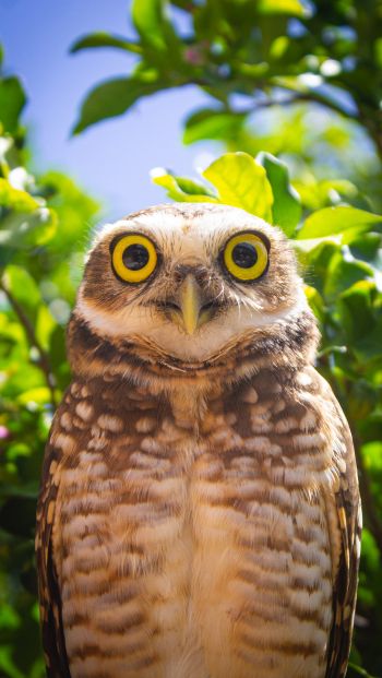 owl, yellow eyes Wallpaper 640x1136
