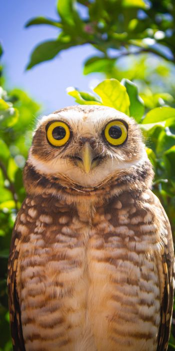 owl, yellow eyes Wallpaper 720x1440