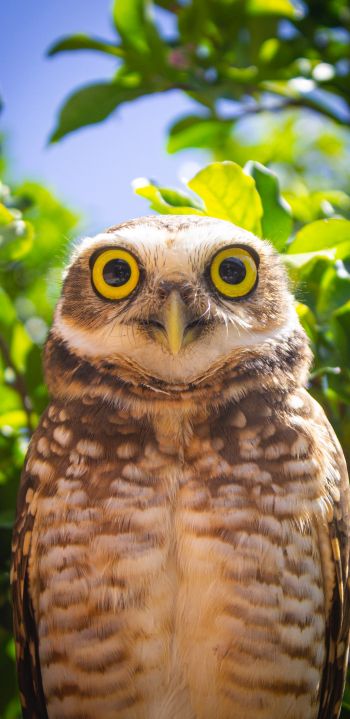 owl, yellow eyes Wallpaper 1440x2960