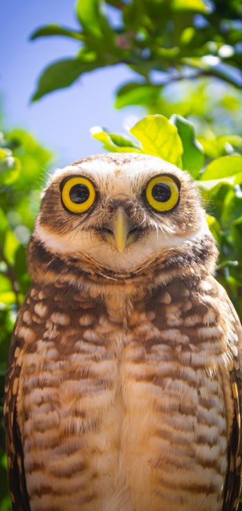 owl, yellow eyes Wallpaper 1440x3040