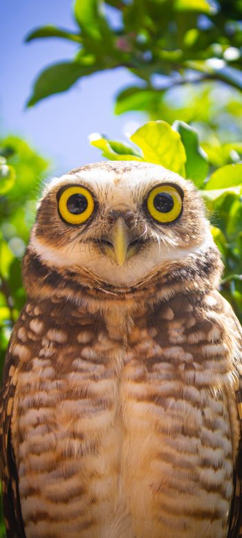 owl, yellow eyes Wallpaper 1440x3200