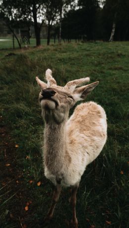 deer, grass Wallpaper 640x1136