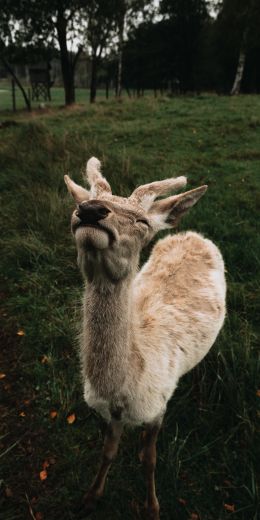 deer, grass Wallpaper 720x1440