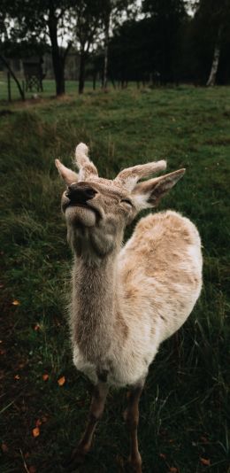 deer, grass Wallpaper 1440x2960