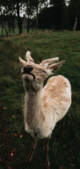 deer, grass Wallpaper 1440x3040