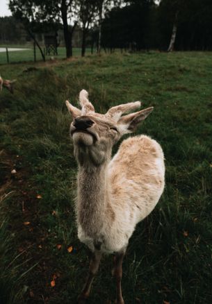 deer, grass Wallpaper 1640x2360