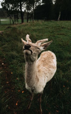 deer, grass Wallpaper 1752x2800