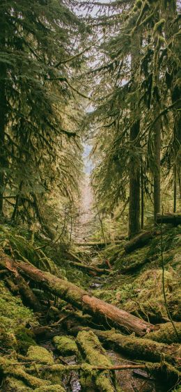 forest, moss, green Wallpaper 1080x2340