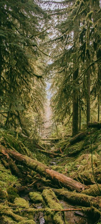 forest, moss, green Wallpaper 1080x2400
