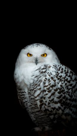 owl, yellow eyes Wallpaper 640x1136