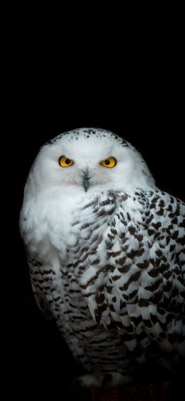 owl, yellow eyes Wallpaper 1080x2340