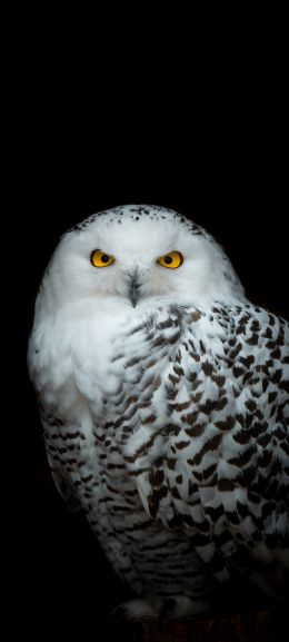 owl, yellow eyes Wallpaper 1440x3200