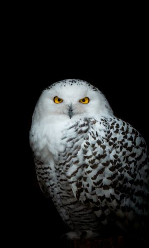 owl, yellow eyes Wallpaper 1200x2000