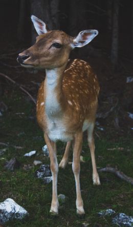 deer, wildlife Wallpaper 600x1024