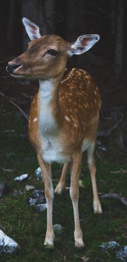 deer, wildlife Wallpaper 1080x2220