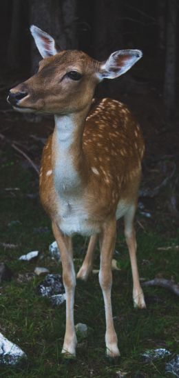 deer, wildlife Wallpaper 1080x2280