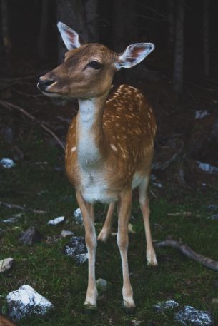 deer, wildlife Wallpaper 3456x5184