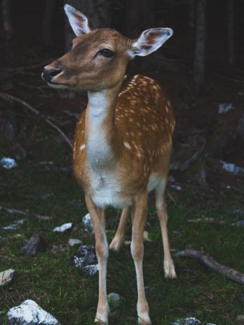 deer, wildlife Wallpaper 1536x2048