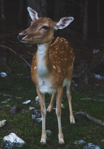 deer, wildlife Wallpaper 1668x2388