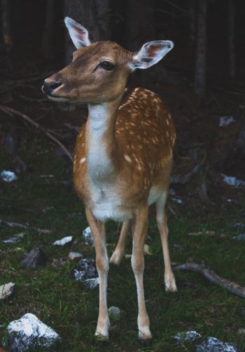 deer, wildlife Wallpaper 1640x2360