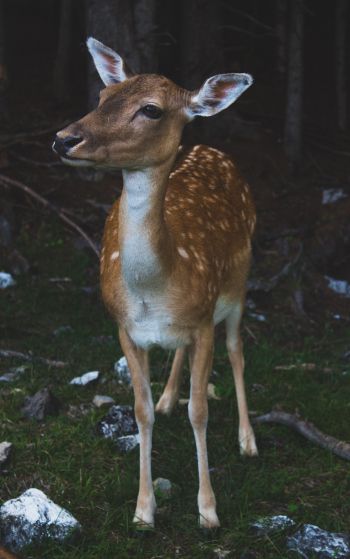 deer, wildlife Wallpaper 1752x2800