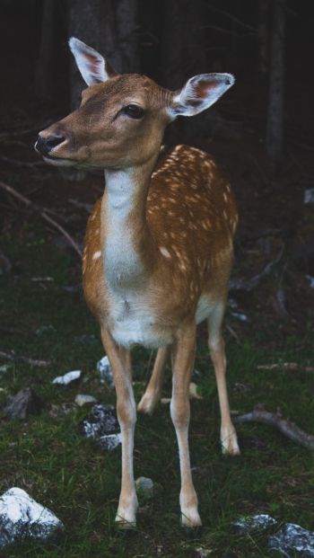 deer, wildlife Wallpaper 640x1136