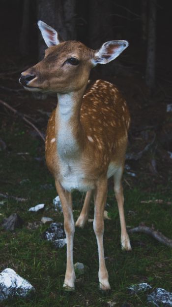deer, wildlife Wallpaper 750x1334