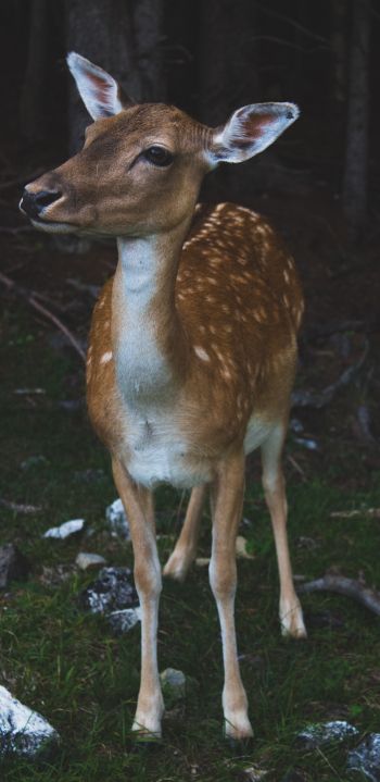 deer, wildlife Wallpaper 1080x2220