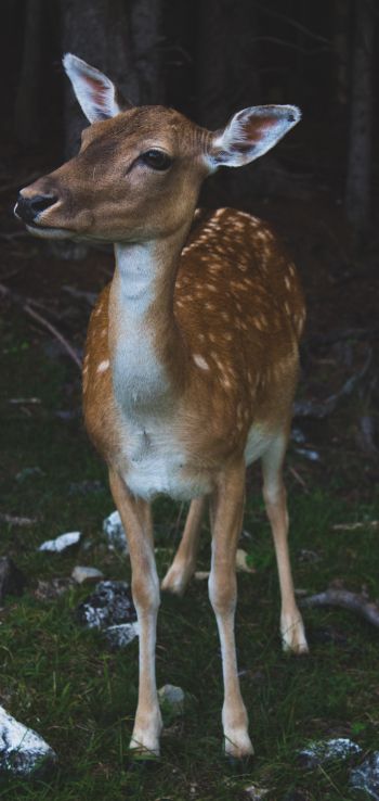 deer, wildlife Wallpaper 1440x3040