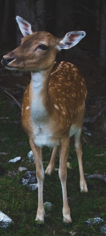 deer, wildlife Wallpaper 1440x3200