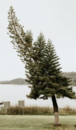 lonely tree, lake Wallpaper 600x1024