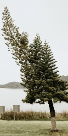 lonely tree, lake Wallpaper 720x1440