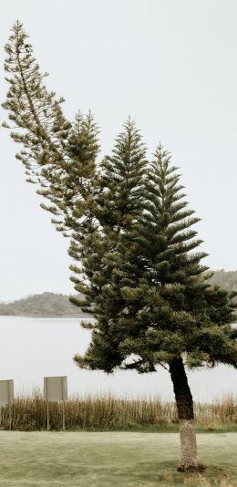 lonely tree, lake Wallpaper 1440x2960