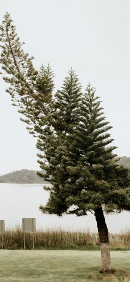 lonely tree, lake Wallpaper 1080x2340