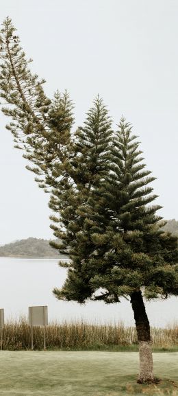 lonely tree, lake Wallpaper 1080x2400