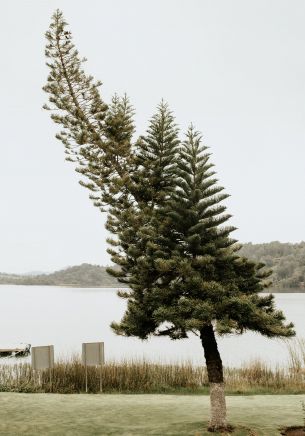 lonely tree, lake Wallpaper 1668x2388