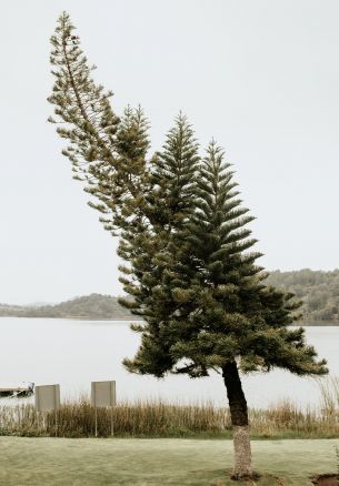 lonely tree, lake Wallpaper 1640x2360