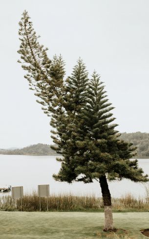 lonely tree, lake Wallpaper 1200x1920