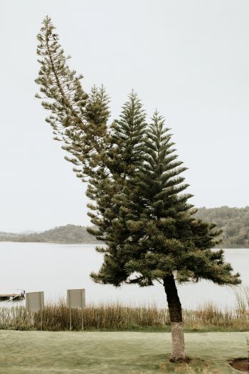 Обои 640x960 одинокое дерево, озеро