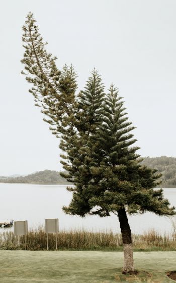 Обои 800x1280 одинокое дерево, озеро