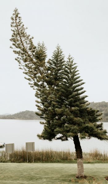 Обои 600x1024 одинокое дерево, озеро